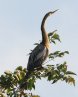 [Anhinga]