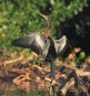 [Anhinga]