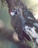 [Arizona Woodpecker]