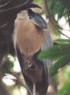 [Boat-billed Heron]