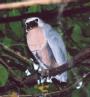 [Boat-billed Heron]