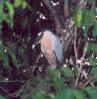 [Boat-billed Heron]