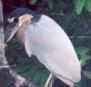 [Boat-billed Heron]