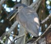 [Boat-billed Heron]