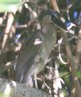 [Broad-billed Heron]