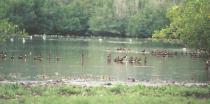 [Black-bellied Whistling Duck]