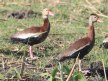 [Black-bellied Whistling Duck]