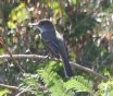 [Brown-capped Flycatcher]