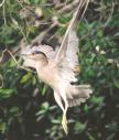 [Black-crowned Night-Heron]