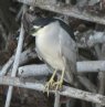 [Black-crowned Night Heron]