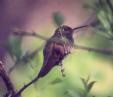 [Berylline Hummingbird]