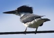 [Belted Kingfisher]