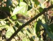 [Bell's Vireo]