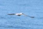 [Blue-footed Booby]