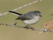 [Blue-grey Gnatcatcher]