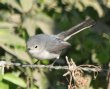 [Blue-grey Gnatcatcher]