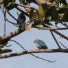 [Blue-grey Tanager]