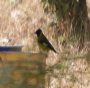 [Black-headed Siskin]