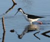 [Black-necked Stilt]