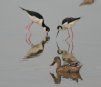 [Black-necked Stilt]