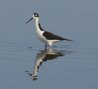 [Black-necked Stilt]