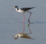 [Black-necked Stilt]