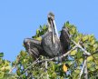 [Brown Pelican]