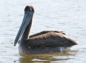 [Brown Pelican]