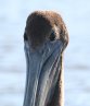 [Brown Pelican]