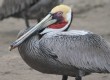 [Brown Pelican]