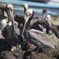 [Brown Pelican]