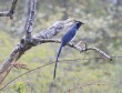 [Black-throated Magpie Jay]