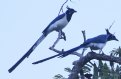 [Black-throated Magpie Jay]