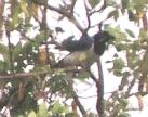 [Black-throated Magpie-Jay]