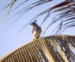 [Black-throated Magpie-Jay]