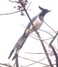 [Black-throated Magpie-Jay]