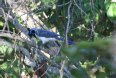 [Black-throated Magpie-Jay]