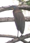 [Black-throated Tiger-Heron]