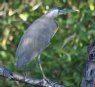 [Bare-throated Tiger-Heron]