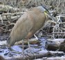 [Bare-throated Tiger Heron]