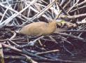 [Bare-throated Tiger-Heron]