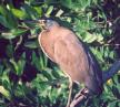 [Bare-throated Tiger-Heron]