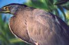 [Bare-throated Tiger-Heron]