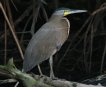 [Bare-throated Tiger-Heron]