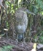 [Bare-throated Tiger-Heron]