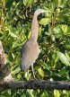 [Bare-throated Tiger-Heron]