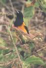 [Black-vented Oriole]