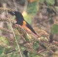 [Black-vented Oriole]