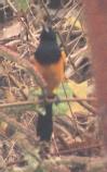 [Black-vented Oriole]