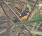 [Black-vented Oriole]